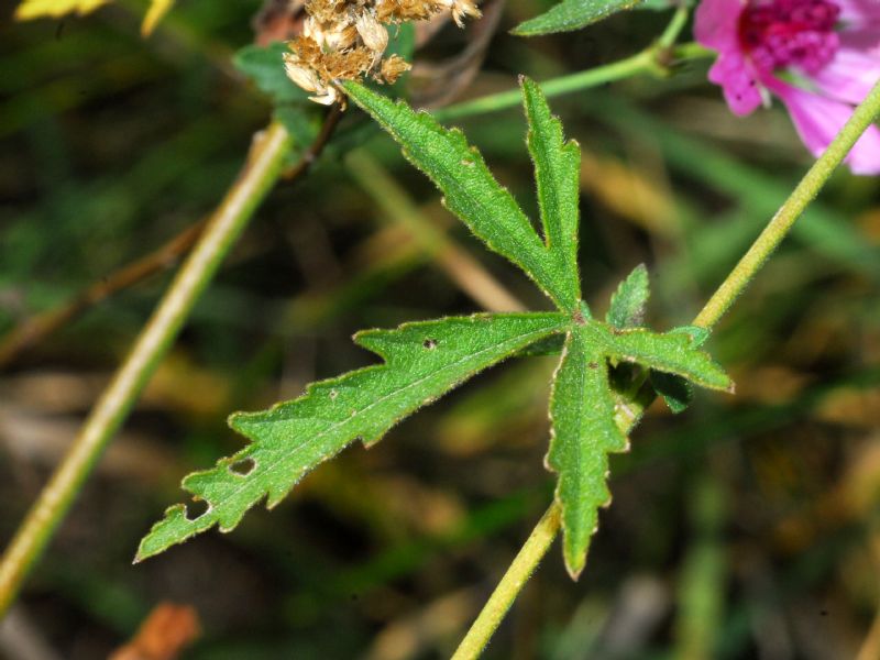 Solo Malva? No, Althaea cannabina